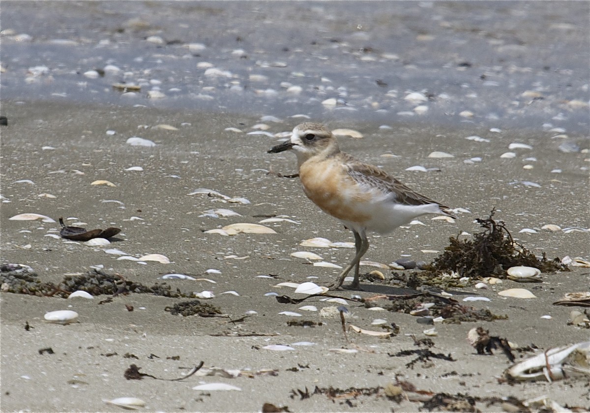 Red-breasted Dotterel (Northern) - ML204460031