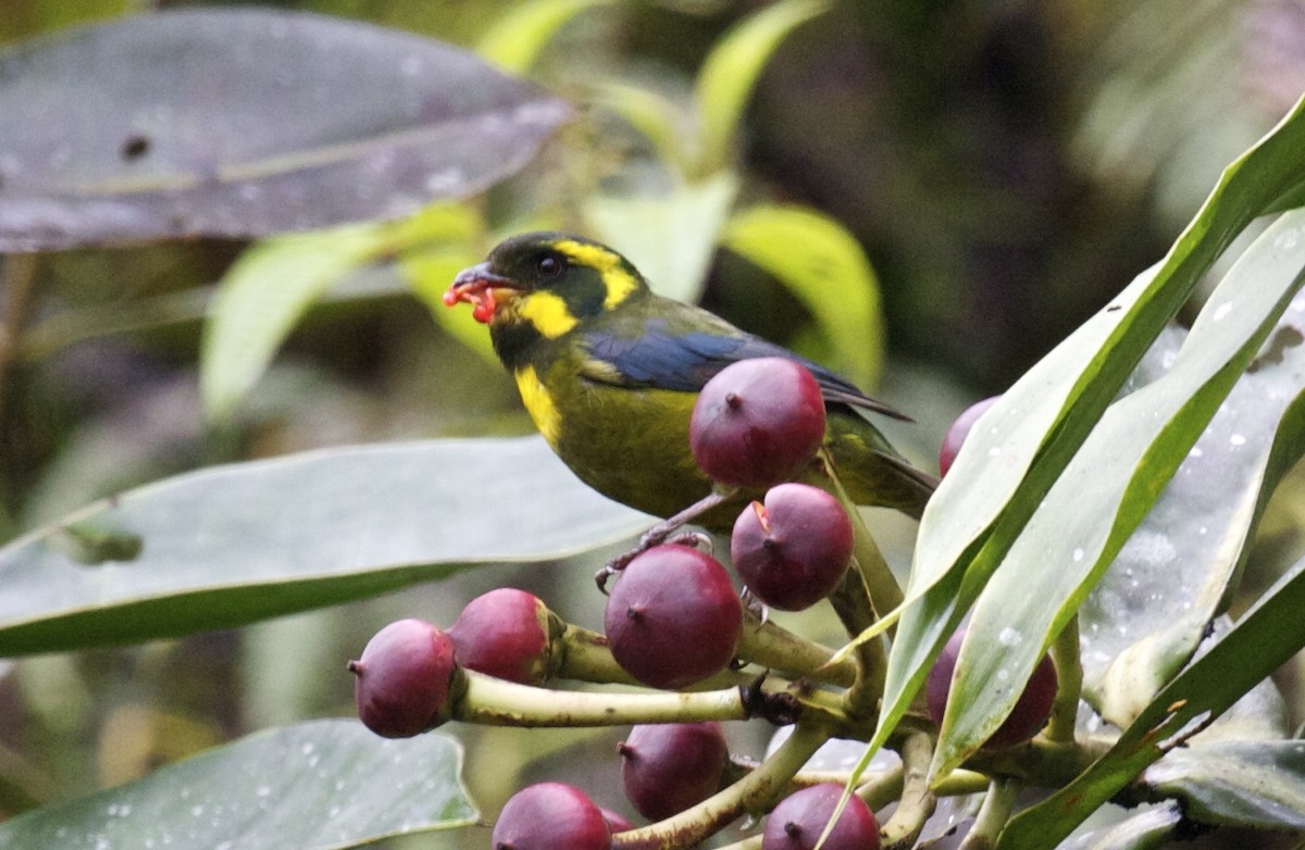 Gold-ringed Tanager - ML204460321