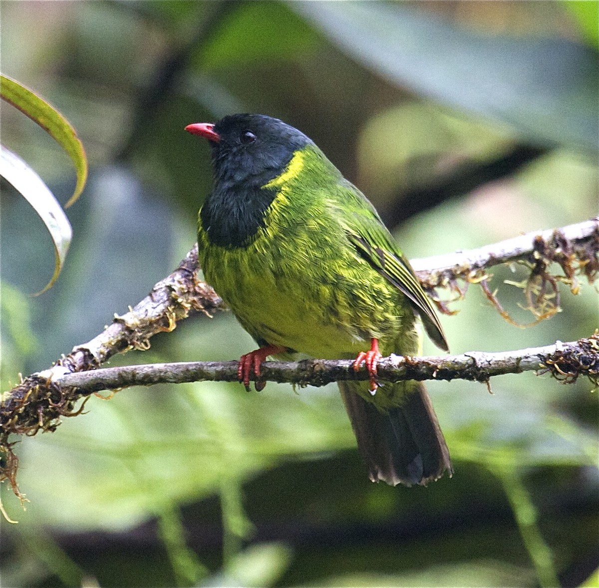 Green-and-black Fruiteater - ML204460341
