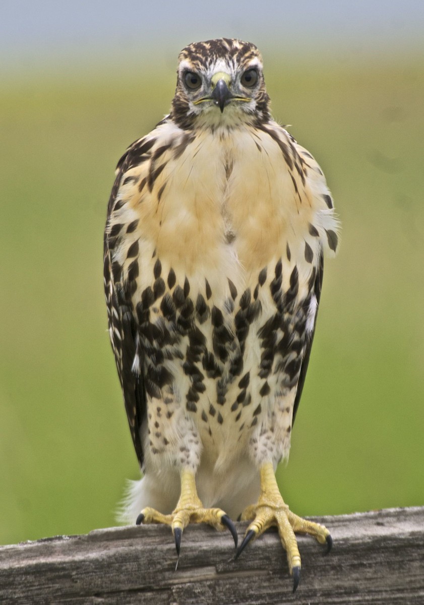 Red-tailed Hawk - ML204460411