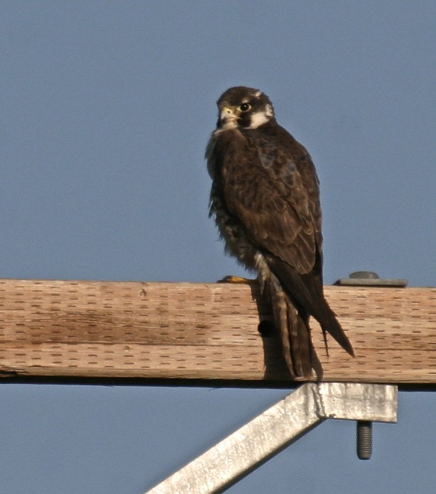 Prairie Falcon - Ken Havard
