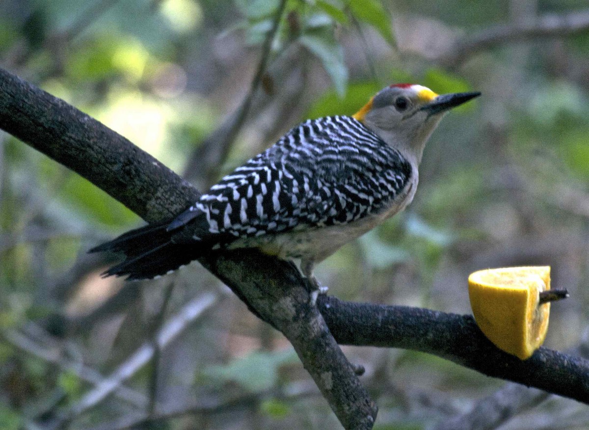 Golden-fronted Woodpecker (Northern) - Ken Havard