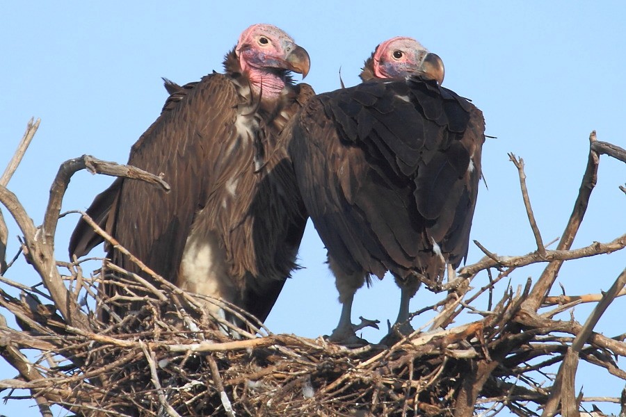 Lappet-faced Vulture - ML204461231