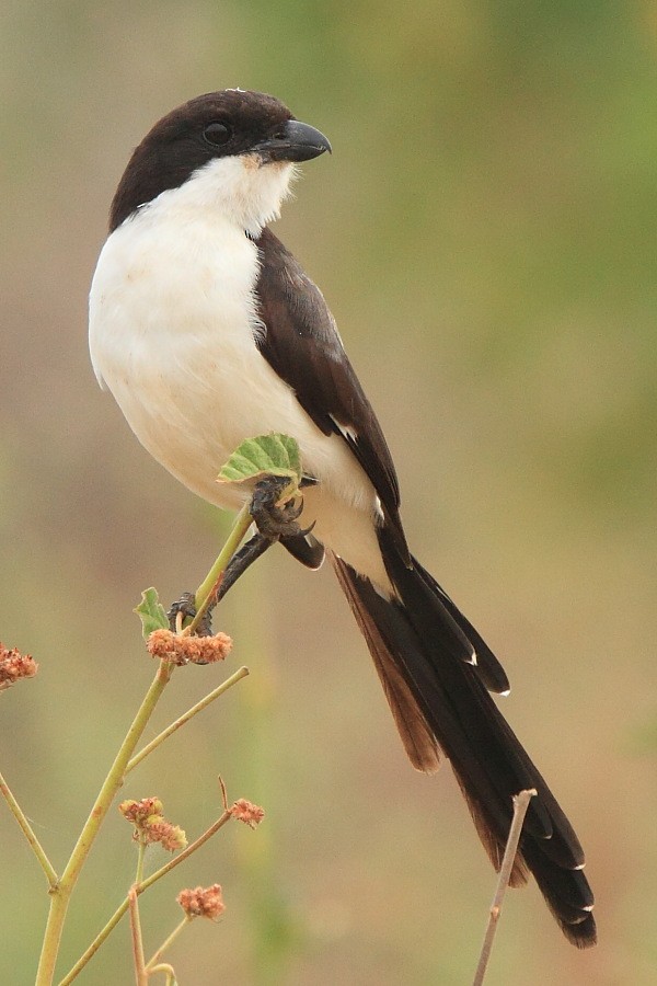 Long-tailed Fiscal - ML204461321