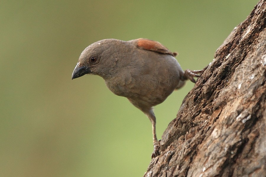 Parrot-billed Sparrow - Tadeusz Rosinski