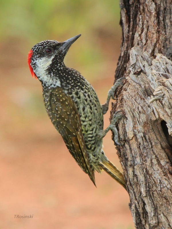 Golden-tailed Woodpecker - Tadeusz Rosinski