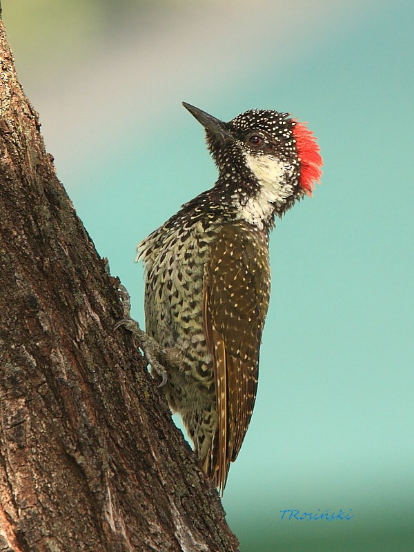 Golden-tailed Woodpecker - Tadeusz Rosinski