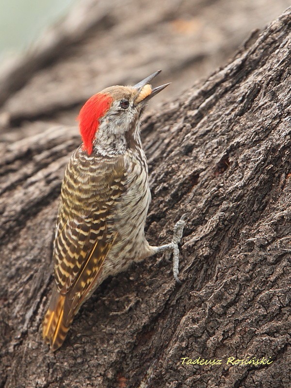 Cardinal Woodpecker - ML204461591
