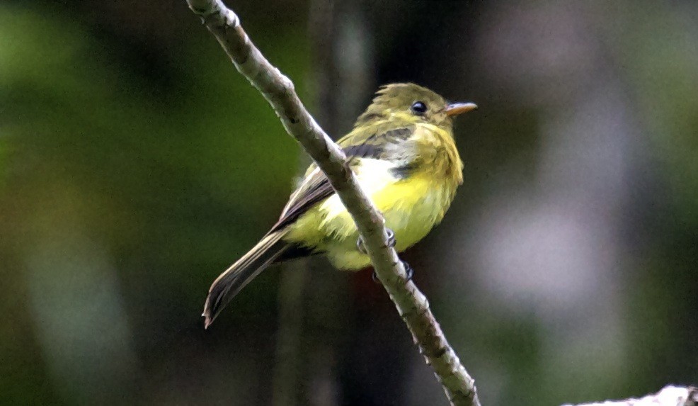 Tufted Flycatcher (South American) - ML204462131