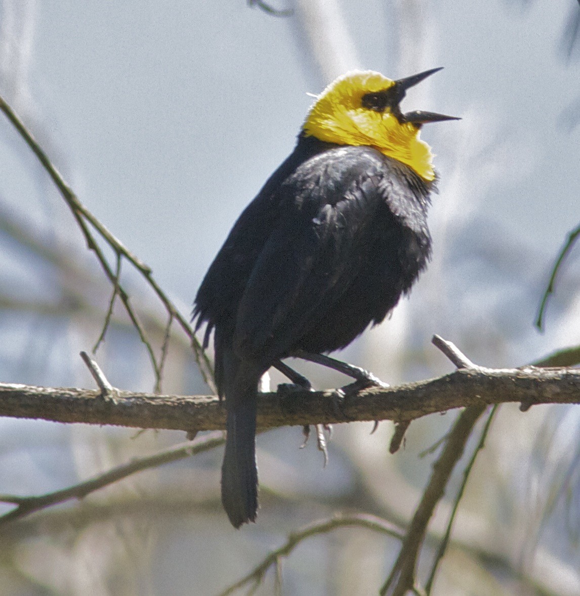 Yellow-hooded Blackbird - Ken Havard