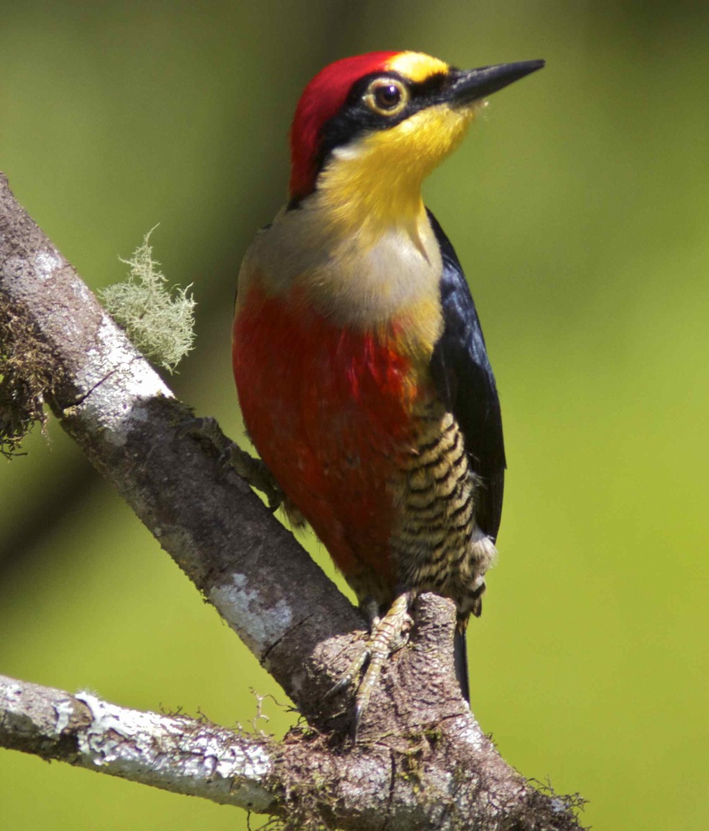 Yellow-fronted Woodpecker - ML204462771