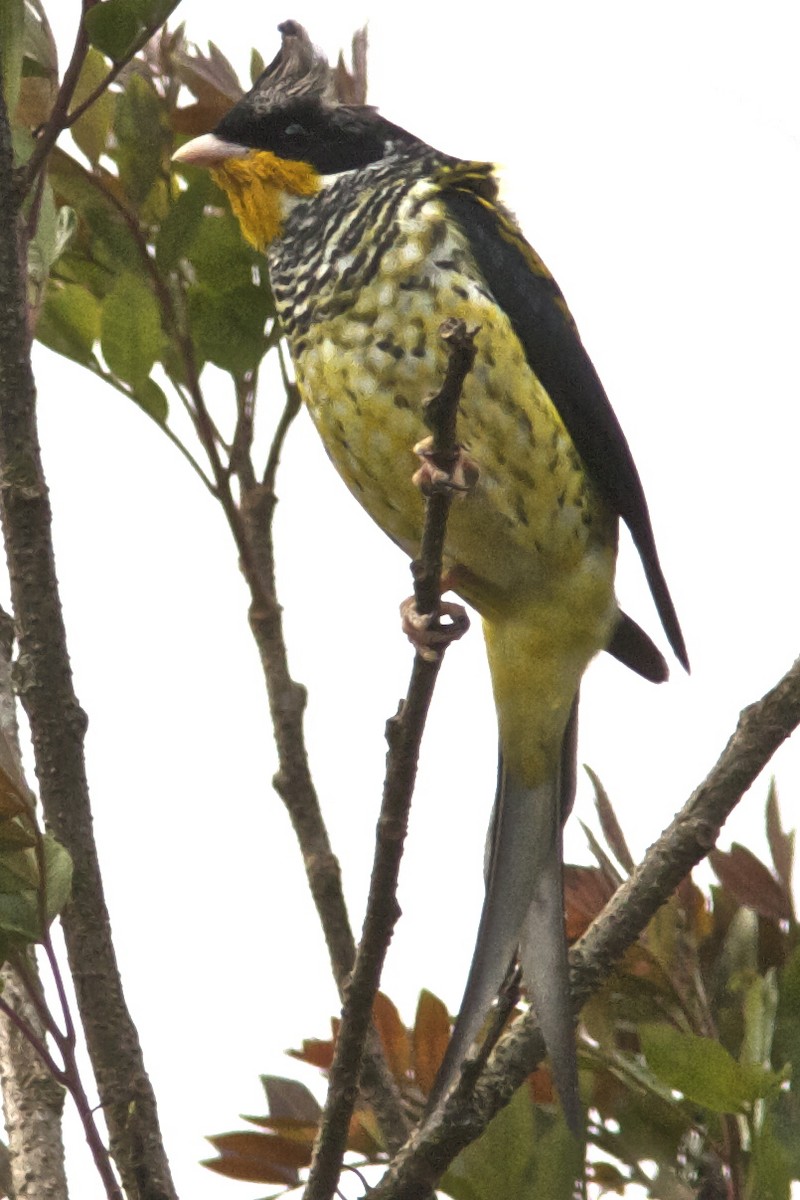 Swallow-tailed Cotinga (Swallow-tailed) - ML204462831