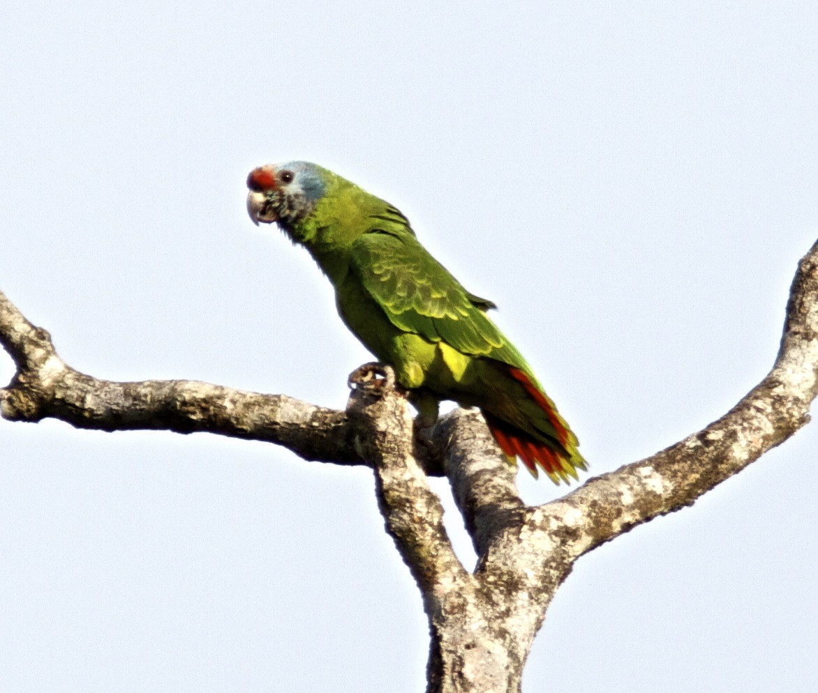 Red-tailed Parrot - Ken Havard