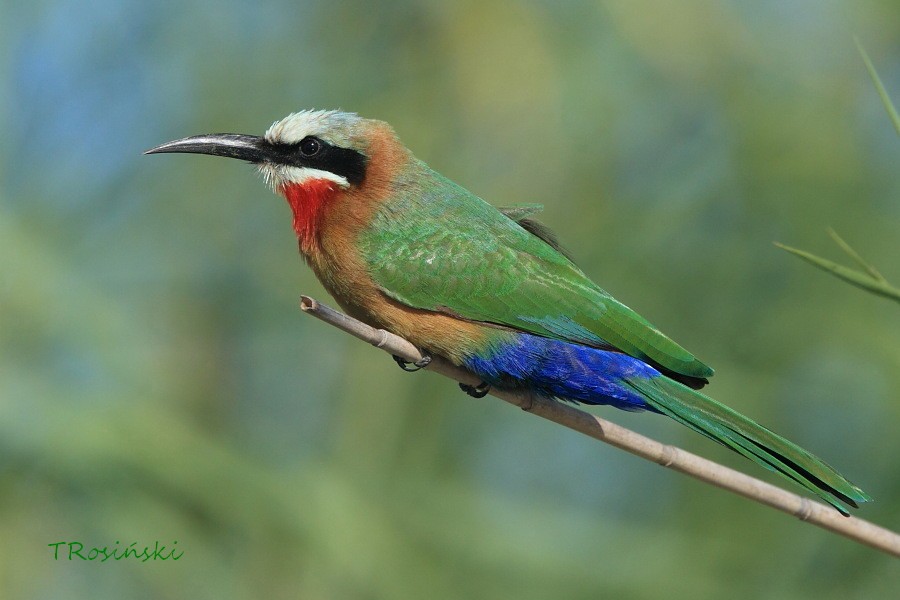 White-fronted Bee-eater - ML204463301