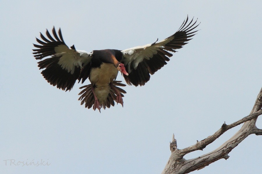 Spur-winged Goose - ML204463341