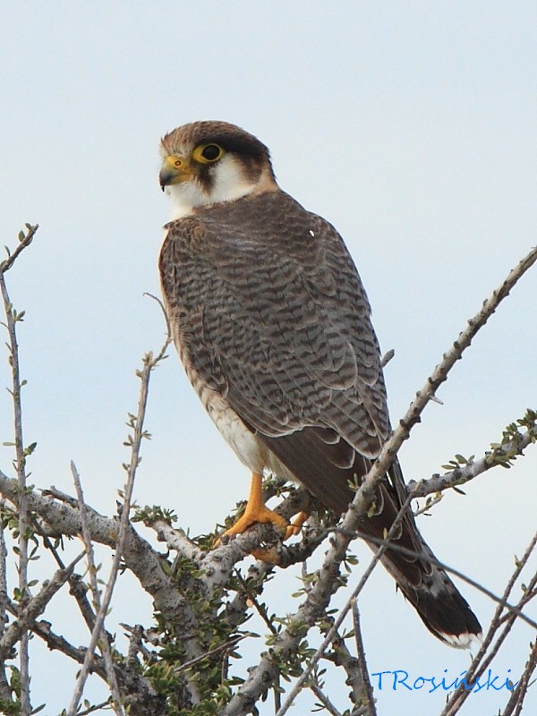 Red-necked Falcon (African) - Tadeusz Rosinski