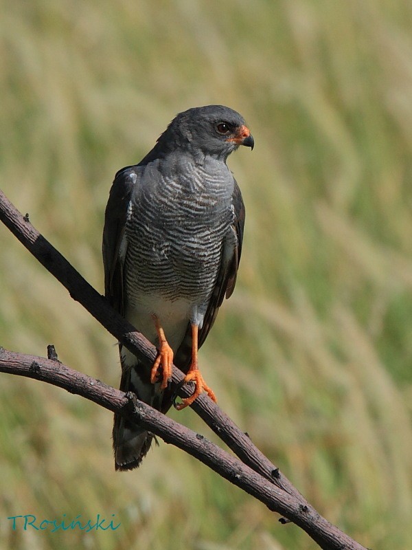 Ovambo Sparrowhawk - Tadeusz Rosinski