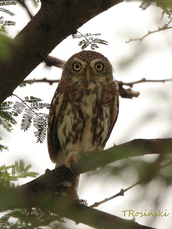 Pearl-spotted Owlet - ML204463411