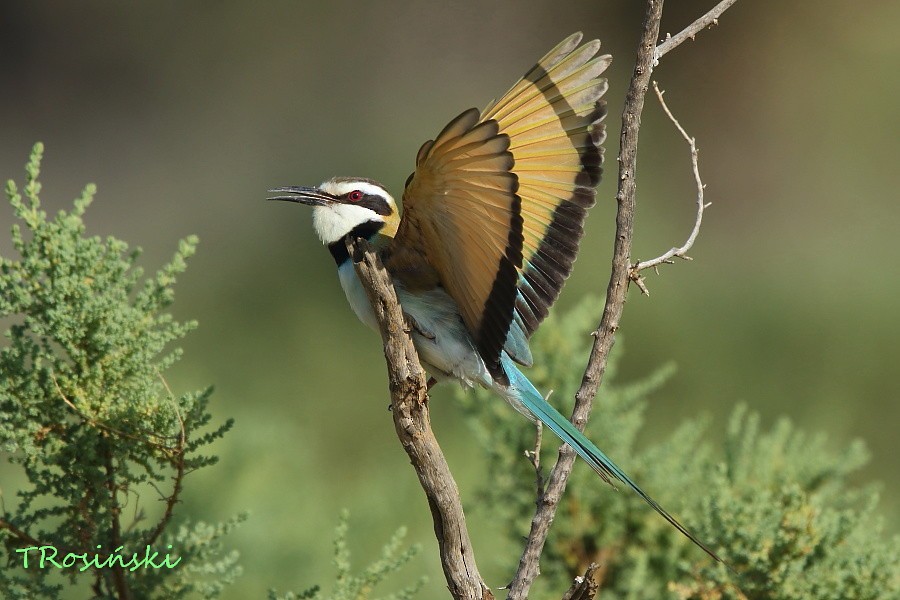White-throated Bee-eater - ML204463531