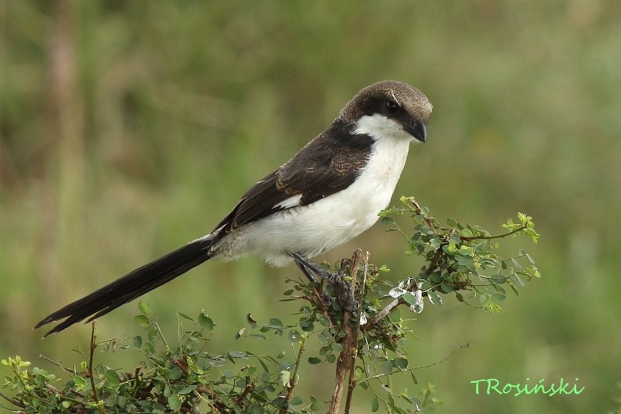 Long-tailed Fiscal - ML204463561