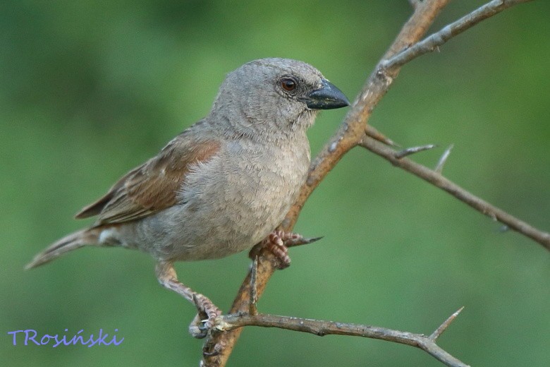 Parrot-billed Sparrow - ML204463621