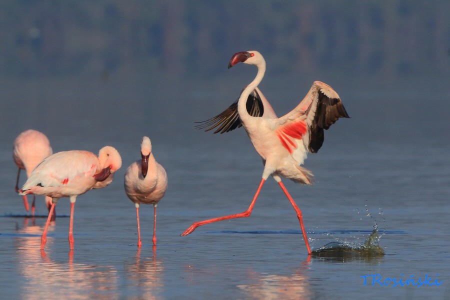 Lesser Flamingo - Tadeusz Rosinski