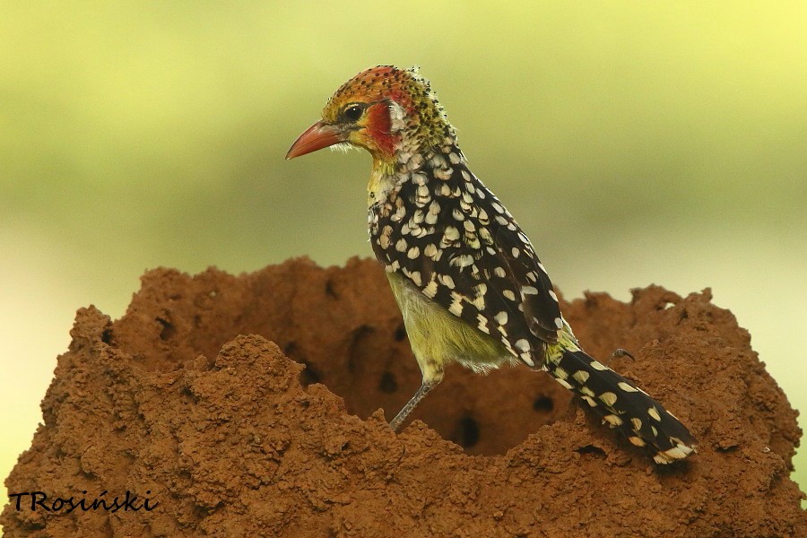 Red-and-yellow Barbet - ML204463841
