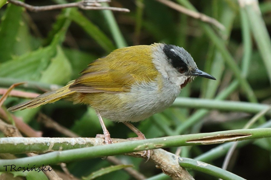 Gray-capped Warbler - ML204463881