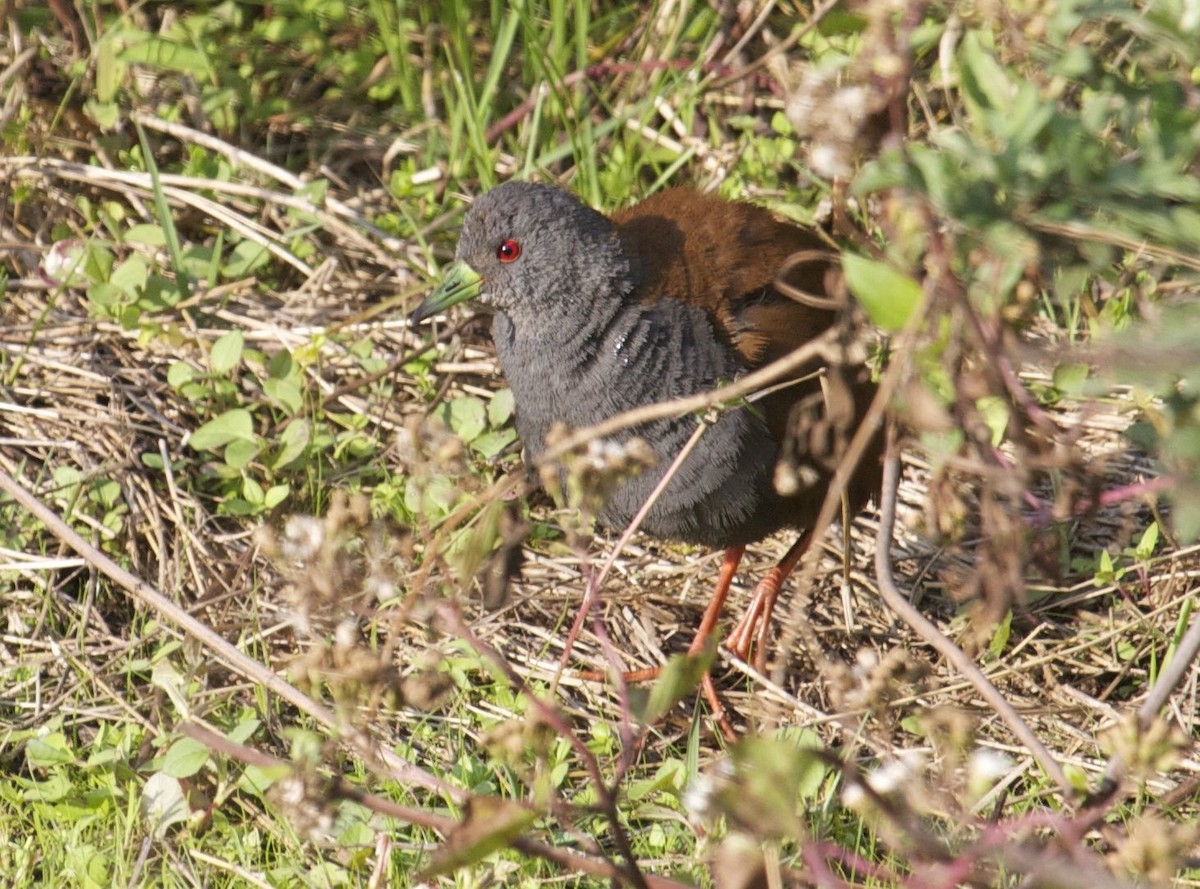 Black-tailed Crake - Ken Havard