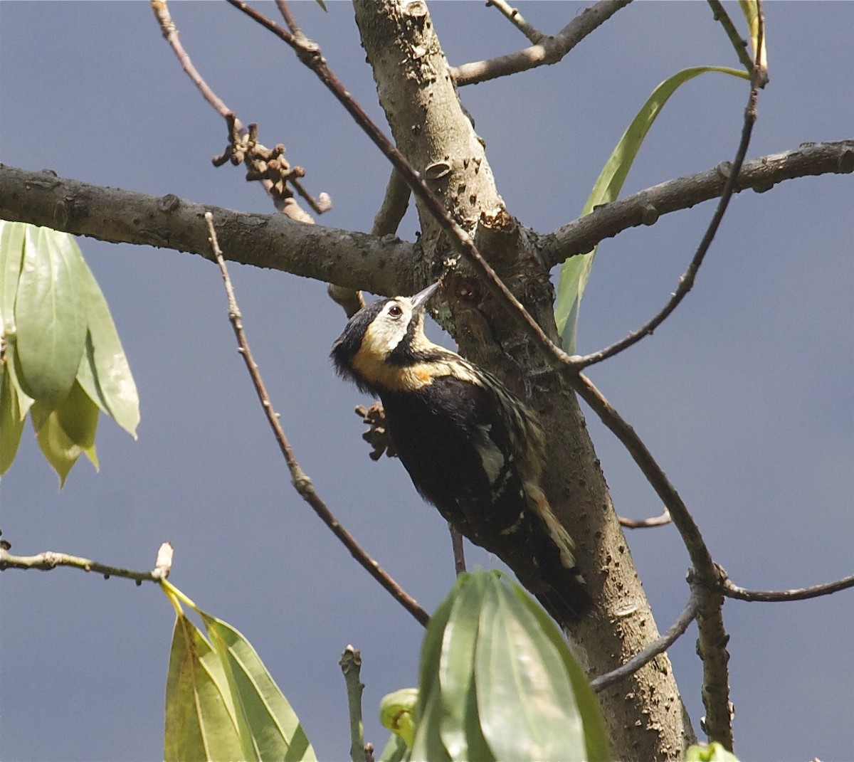 Darjeeling Woodpecker - ML204464551