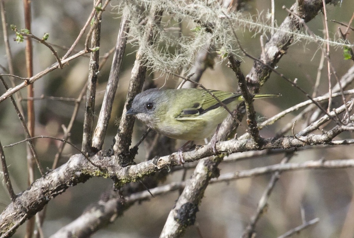 Green Shrike-Babbler (Black-crowned) - ML204464621