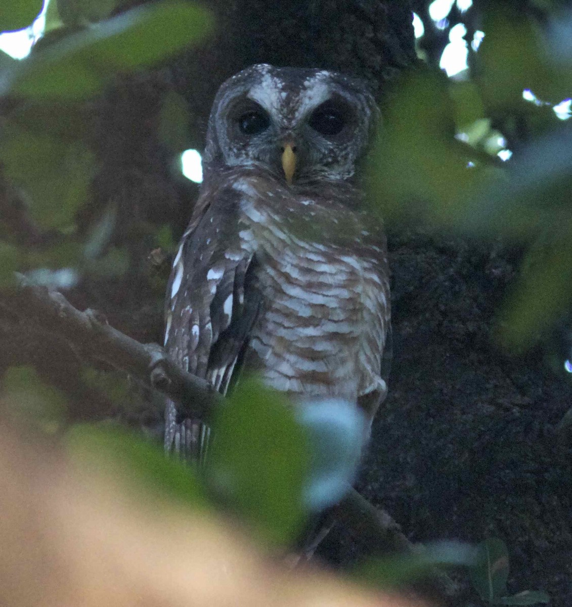 African Wood-Owl - ML204464961