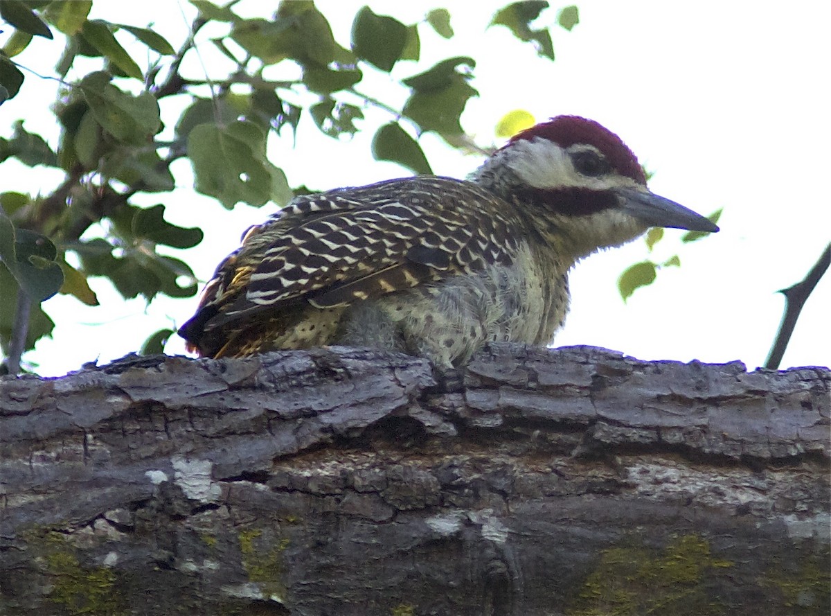 Bennett's Woodpecker (Light-spotted) - ML204464981