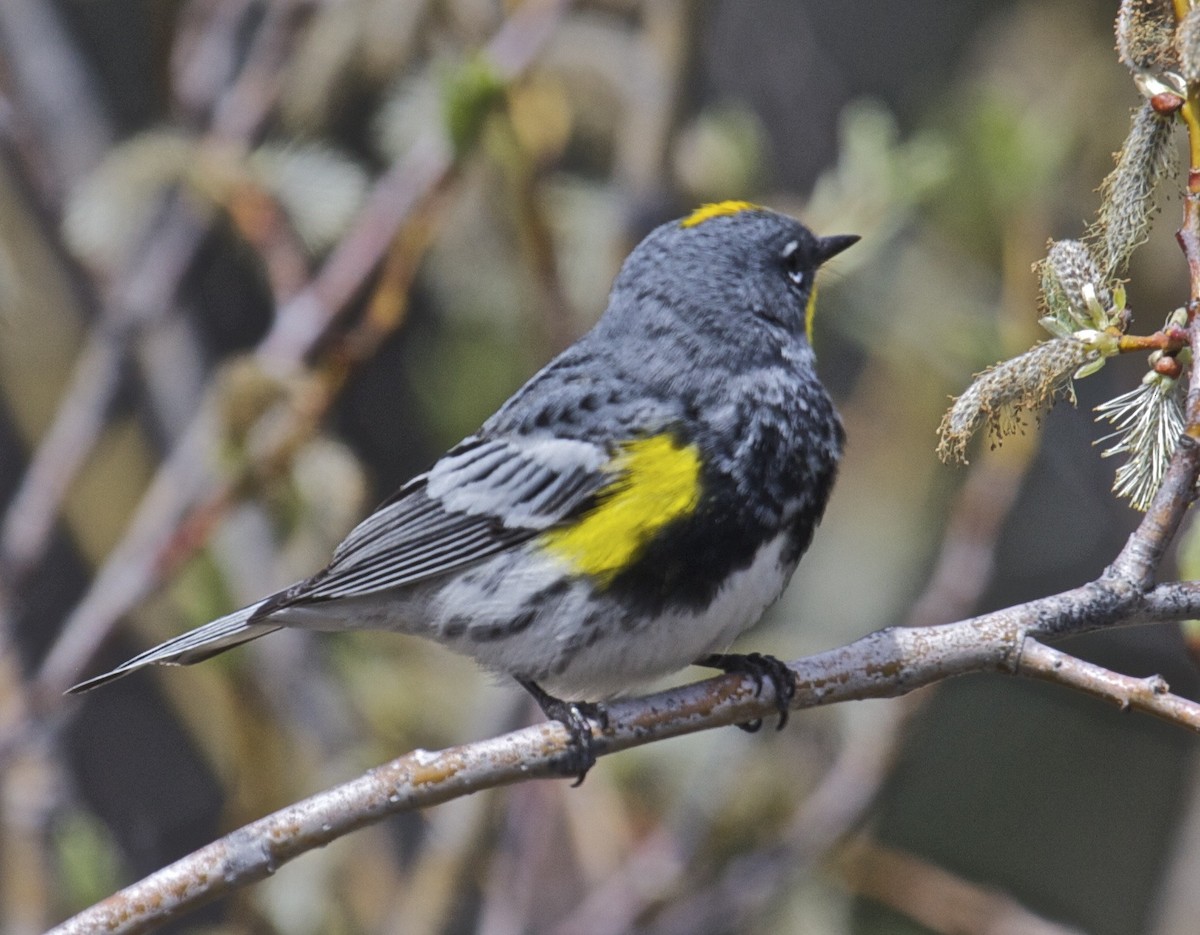 Yellow-rumped Warbler (Audubon's) - Ken Havard