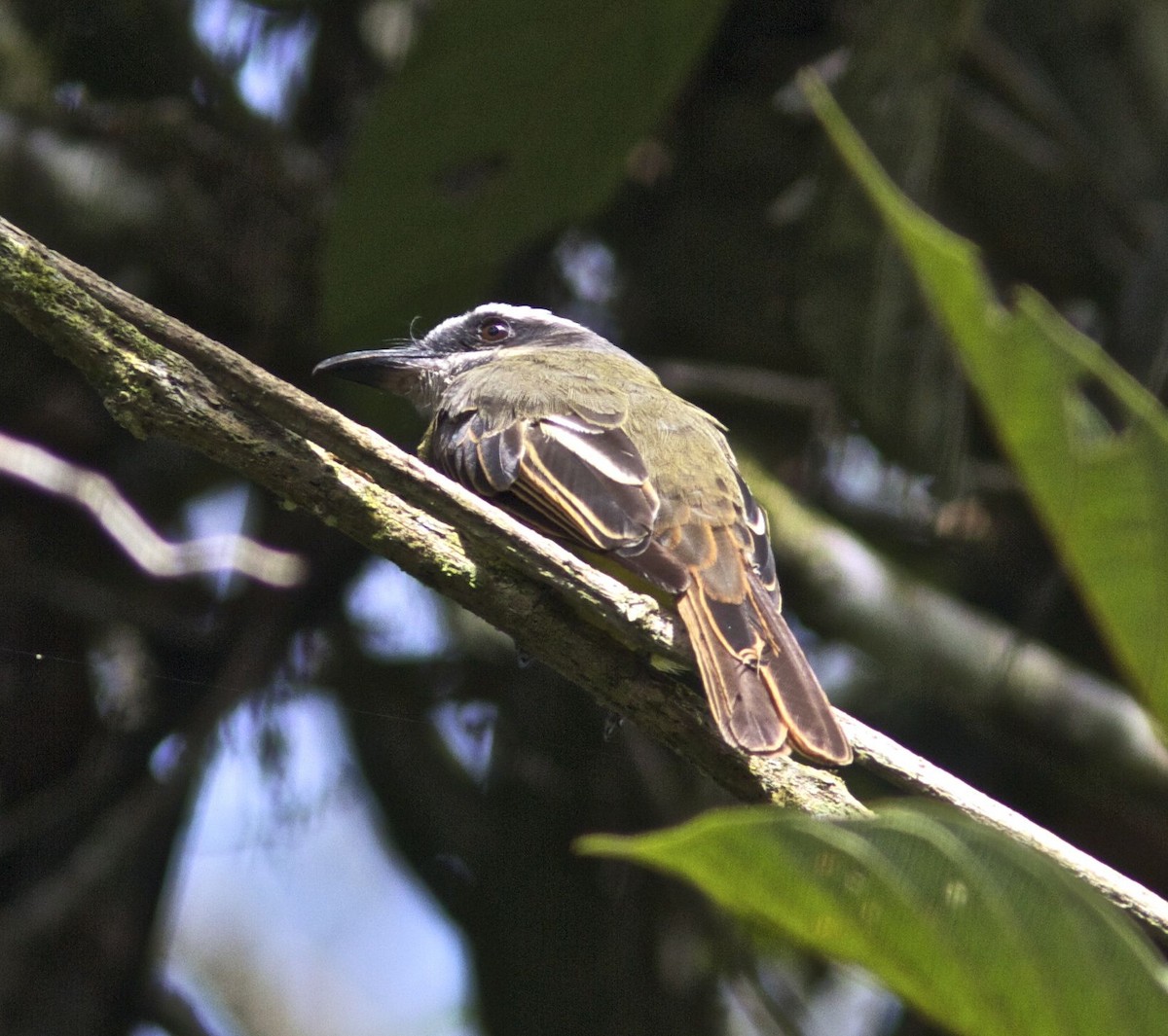 Golden-bellied Flycatcher - Ken Havard