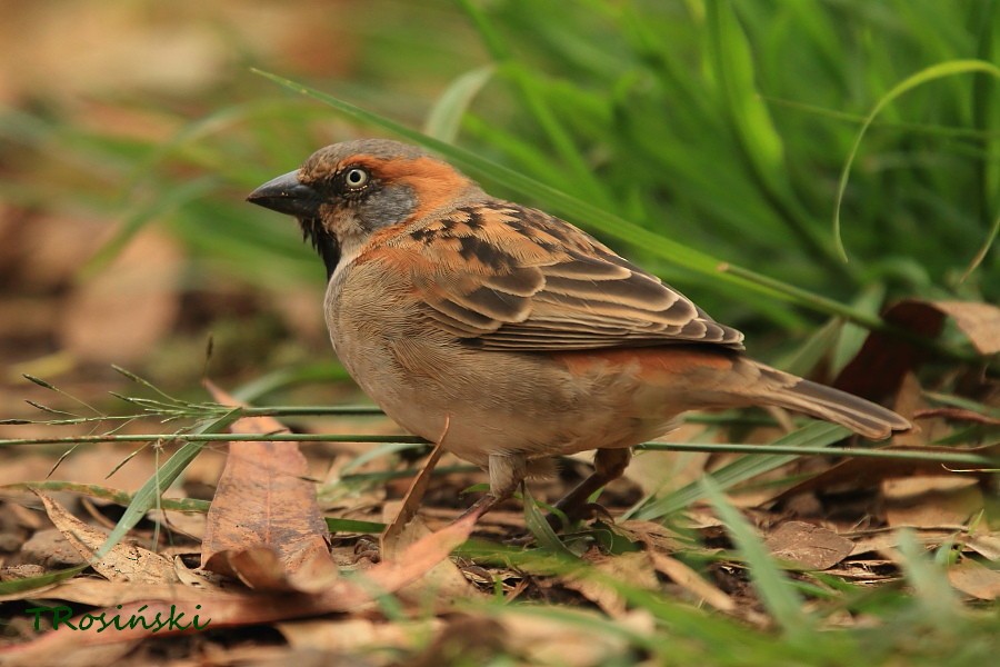Kenya Rufous Sparrow - Tadeusz Rosinski