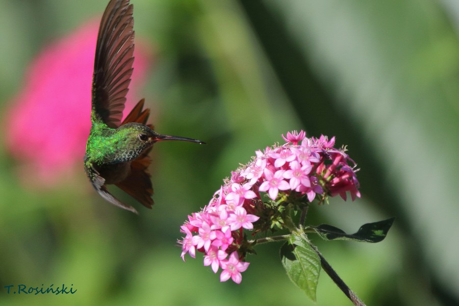 Rufous-tailed Hummingbird - ML204465791
