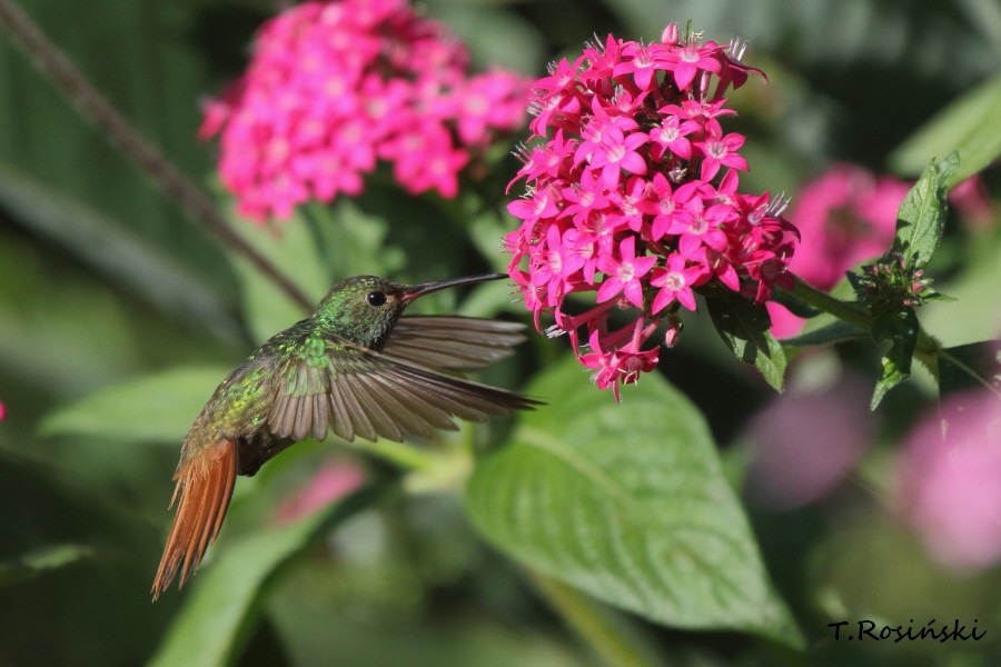 Rufous-tailed Hummingbird - Tadeusz Rosinski