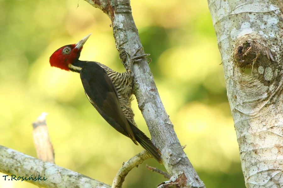 Pale-billed Woodpecker - Tadeusz Rosinski