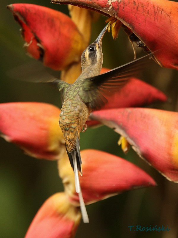 Long-billed Hermit (Central American) - ML204466021