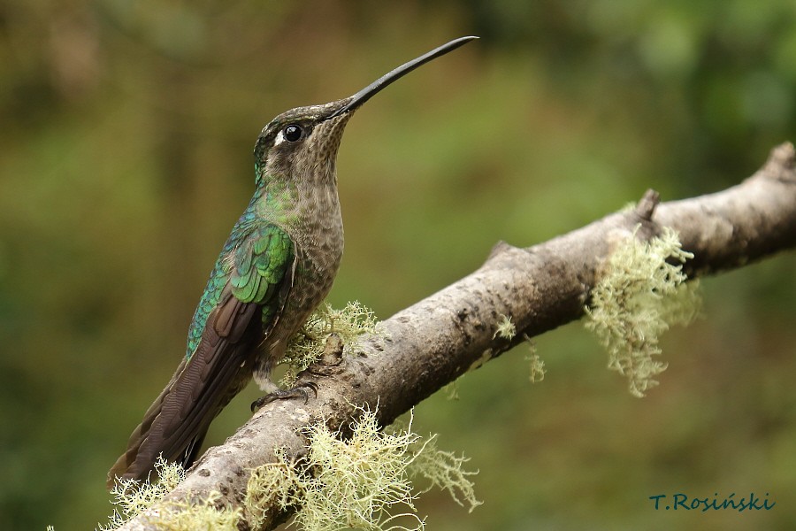 Talamanca Hummingbird - ML204466141
