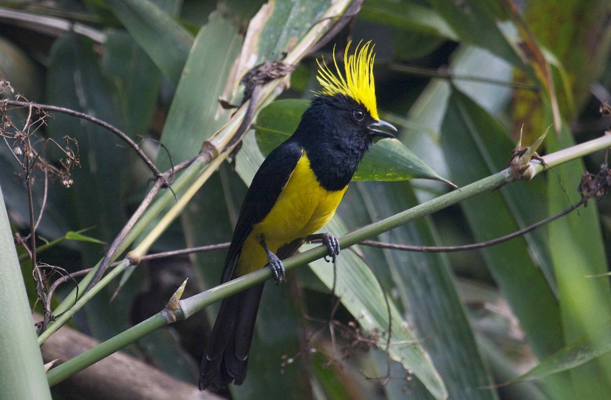 Sultan Tit (Yellow-crested) - Ken Havard