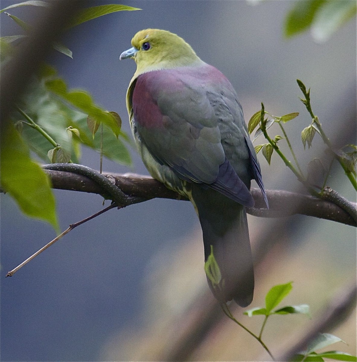 Wedge-tailed Green-Pigeon - Ken Havard