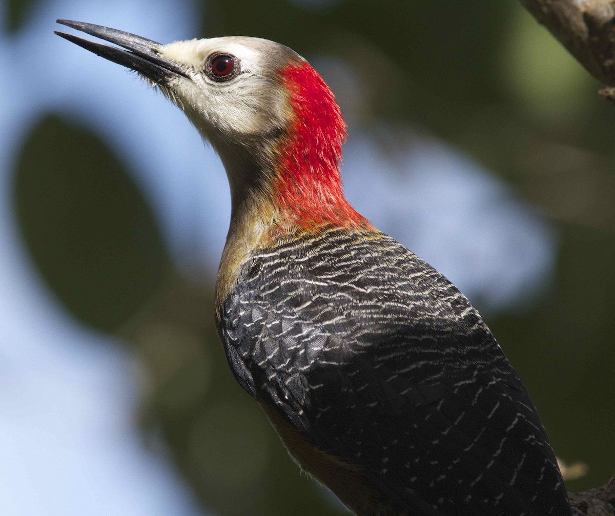 Jamaican Woodpecker - ML204466811