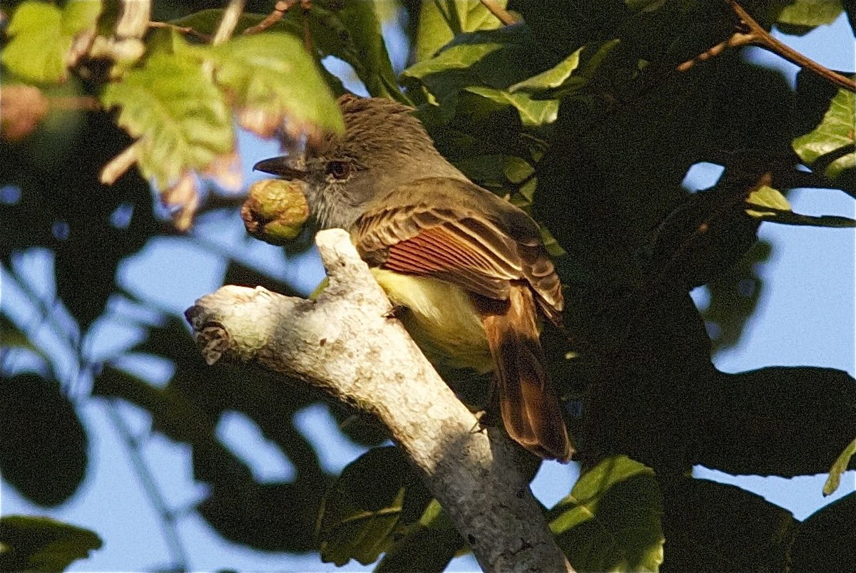 Rufous-tailed Flycatcher - Ken Havard