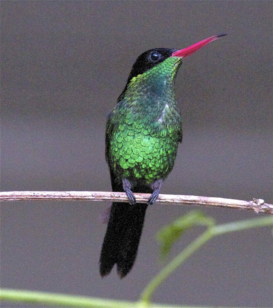 kolibřík červenozobý - ML204466971