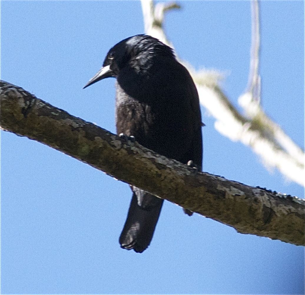Jamaican Blackbird - ML204467011