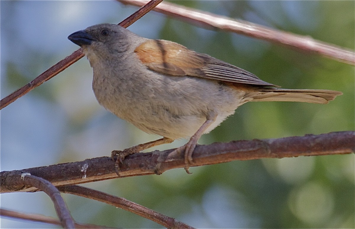 Swainson's Sparrow - Ken Havard
