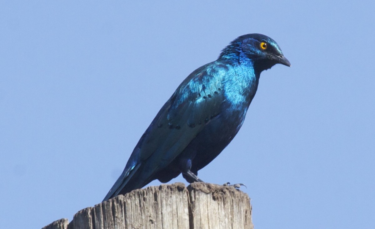 Lesser Blue-eared Starling (Lesser) - Ken Havard