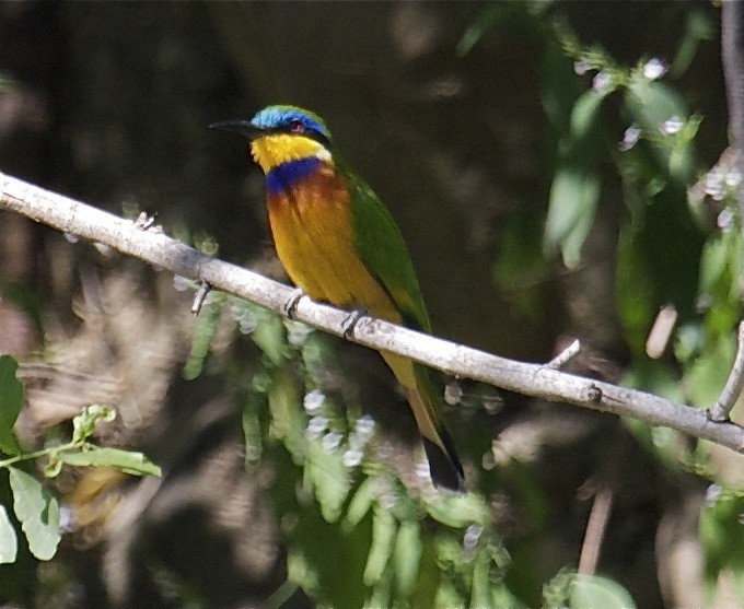 Ethiopian Bee-eater - Ken Havard